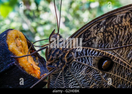 Eule Schmetterling (Caligo) Bilder aus dem Monat im peruanischen Amazonasgebiet Stockfoto