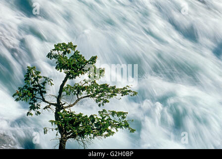 Baum und Bogen verliebt sich in Banff Townsite Banff Nationalpark Alberta Kanada Stockfoto