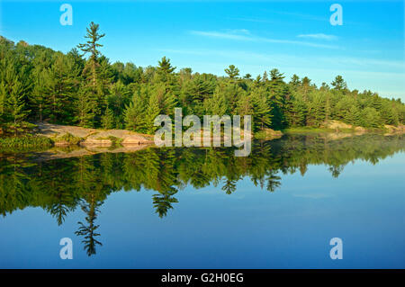 Weiße Kiefer-Hemlock-nördlichen Harthölzer reflektiert Wald in Tinte See in der Nähe von Alban Ontario Kanada Stockfoto