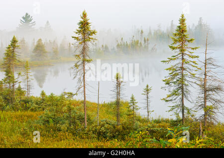 Nebel auf Highland Teich Torrance Brachland Dark Sky Preserve Ontario Kanada Stockfoto