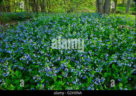 Teppich aus Virginia Glockenblumen Mertensia Virginica Selkirk Ontario Kanada Stockfoto