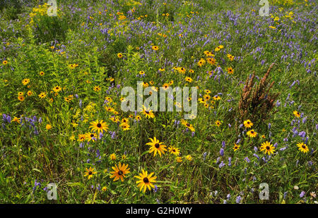 WIldlfowers (Black-Eyed Susans - Rudbeckia Hirta- und Wicke) auf Wiese Pendleton Ontario Kanada Stockfoto