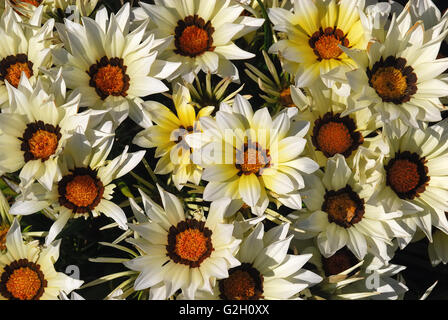 Veruda, Pula, Istrien, Kroatien. Ein Gazanien in einem Garten. Gazanien ist eine Gattung von Blütenpflanzen in der Familie Asteraceae, ursprünglich aus Südafrika. Sie produzieren große gänseblümchenartigen zusammengesetzte Blüten in brillanten Farben gelb und Orange, über einen langen Zeitraum im Sommer. Sie werden oft als trockentoleranter Bodendecker gepflanzt. Stockfoto