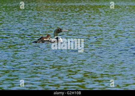 Gemeinsamen Loon (Gavia Immer) mit Küken auf CAssels See Temagami Ontario Kanada Stockfoto