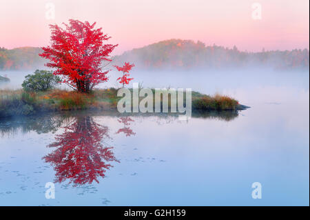 Reflexion von rot-Ahorn in St. Pothier Worthington Lake Ontario Kanada Stockfoto