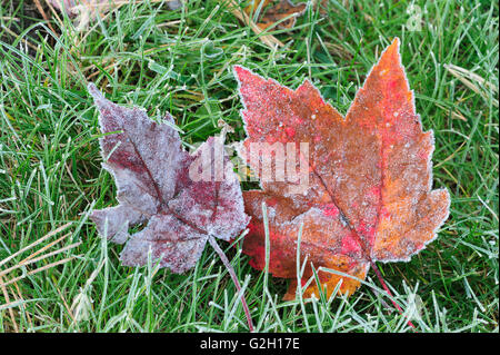 Frost auf rot-Ahorn verlässt (Acer Rubrum) auf Rasen Silent Lake Provincial Park Ontario Kanada Stockfoto