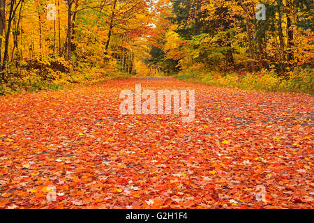 Landstraße abgedeckt in gefallenen Ahorn Blätter im Herbst Goulais River Ontario Kanada Stockfoto