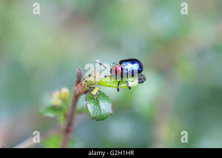 Essen ist blau Scarabaeidae auf AST Baum im Garten und Blätter zu essen. Stockfoto