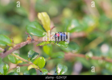 Essen ist blau Scarabaeidae auf AST Baum im Garten und Blätter zu essen. Stockfoto