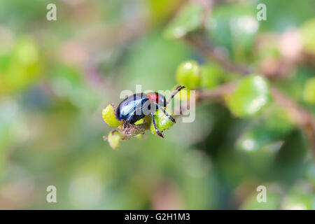 Essen ist blau Scarabaeidae auf AST Baum im Garten und Blätter zu essen. Stockfoto