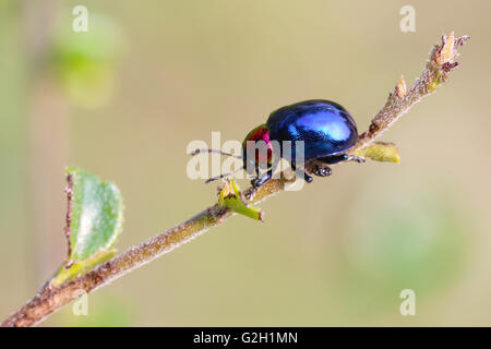 Essen ist blau Scarabaeidae auf AST Baum im Garten und Blätter zu essen. Stockfoto