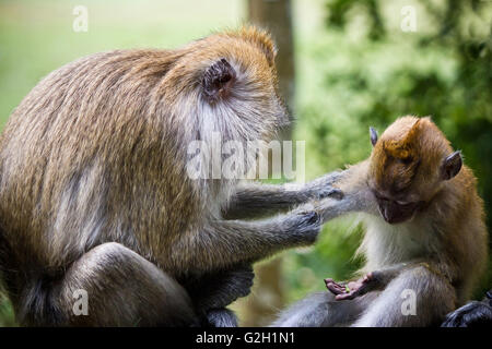 Eine echte Mutter Affe und Affenbaby Stockfoto