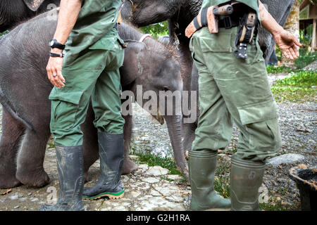 Ein Elefantenbaby läuft zwischen Rangern im Gunung Leuser Nationalpark, Sumatra, Indonesien. Stockfoto