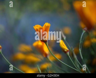 California Poppy, aufgenommen am Uvas Vorratsbehälter, Morgan Hill, Kalifornien Stockfoto