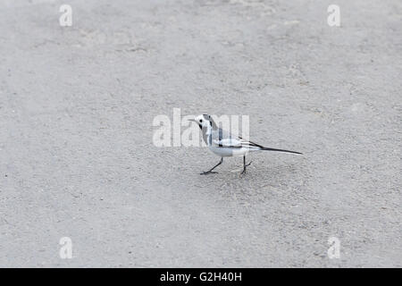 Schöne schwarze und weiße Vogel, männliche der Bachstelze, Motacilla Alba, zu Fuß auf ashalt Stockfoto