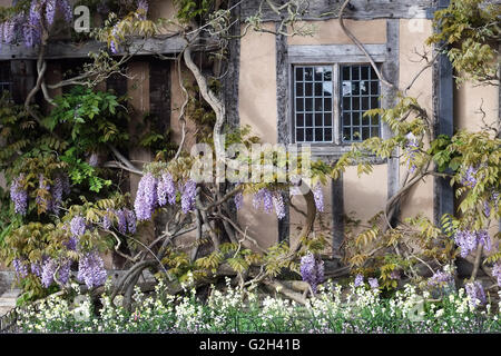 Glyzinien an der Vorderseite des Halls Croft, Old Town, Stratford in Warwickshire, England, UK. Stockfoto