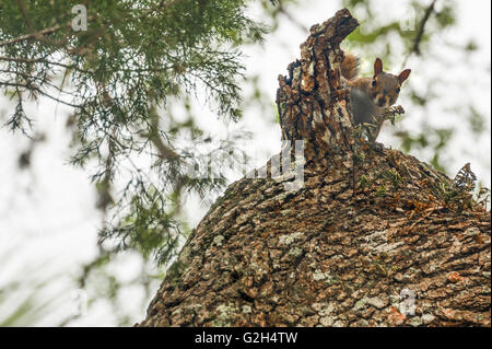 Baum-Eichhörnchen spähen hinter einem gebrochenen Ast in St. Augustine, Florida, USA. Stockfoto