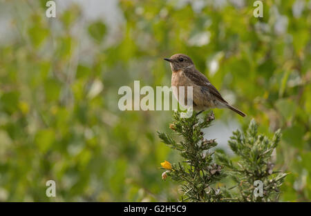 Weibliche Schwarzkehlchen Saxicola Torquata Gorse-Ulex Europaeus gehockt. Frühling. UK Stockfoto