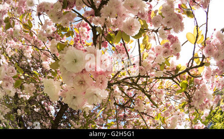 Detail einer Masse von Kirschbaum Blüte Blumen blühen im frühen Frühling Zeit schwere Kollektion Blume Blüte Stockfoto