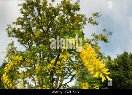 Blühender Zweig eines Baumes Laburnum eine Masse von Farbe hell gelb belebende Frühling Stockfoto