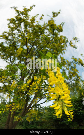 Blühender Zweig eines Baumes Laburnum eine Masse von Farbe hell gelb belebende Frühling Stockfoto