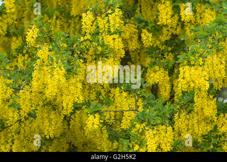 Blühender Zweig eines Baumes Laburnum eine Masse von Farbe hell gelb belebende Frühling Stockfoto