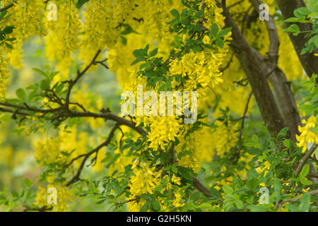 Blühender Zweig eines Baumes Laburnum eine Masse von Farbe hell gelb belebende Frühling Stockfoto