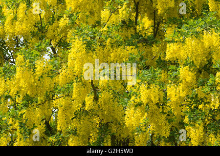 Blühender Zweig eines Baumes Laburnum eine Masse von Farbe hell gelb belebende Frühling Stockfoto