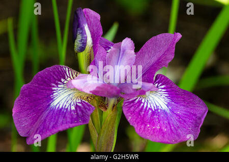 Einzelne Blüte und Knospe der Sibirischen Schwertlilie, Iris Sibirica "Sparkling Rose" Stockfoto