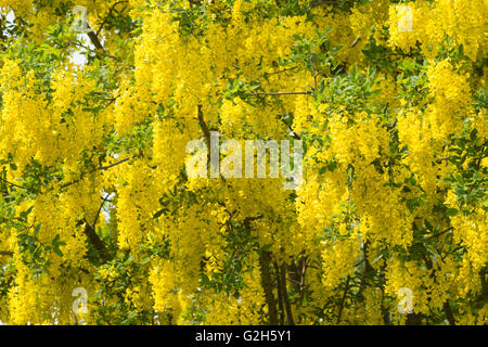 Blühender Zweig eines Baumes Laburnum eine Masse von Farbe hell gelb belebende Frühling Stockfoto