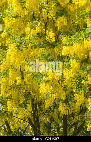 Blühender Zweig eines Baumes Laburnum eine Masse von Farbe hell gelb belebende Frühling Stockfoto