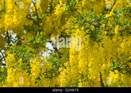 Blühender Zweig eines Baumes Laburnum eine Masse von Farbe hell gelb belebende Frühling Stockfoto