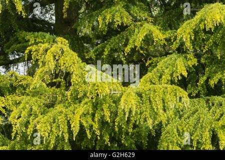 sanfte neue weichen grünen Tannennadeln von Reifen Nadelbaum Zeder wo neue Tannenzapfen entwickeln und wachsen wird Stockfoto