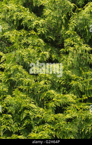 Details der kleinen zarten Blätter Nadelbaum Zypresse mit Mini Samen Kegel unter den dunklen Tiefen des Laubes Stockfoto