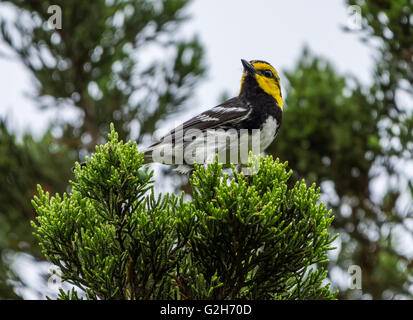 Gefährdete Arten Golden-cheeked Warbler (Setophaga Chrysoparia) auf einer Kiefer Wacholder. Austin, Texas Hill Country, USA Stockfoto