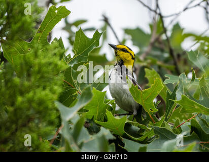 Vom Aussterben bedrohte Golden-cheeked Warbler auf einer Eiche. Balcones Canyonlands National Wildlife Refuge, Austin, Texas Hill Country, USA Stockfoto