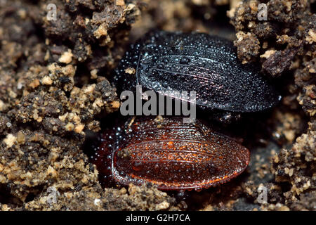 Schwarze Schnecke Käfer (Silpha Atrata) Farbformen. Insekten in der Familie Silphidae, schwarze und braune Sorten zeigen Stockfoto