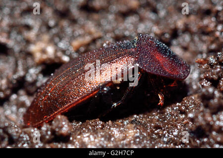 Schwarze Schnecke Käfer (Silpha Atrata) braune Form im Profil. Insekten in der Familie Silphidae, bedeckt in Wassertröpfchen Stockfoto