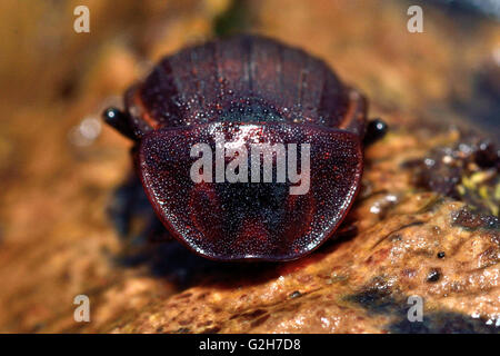 Schwarze Schnecke Käfer (Silpha Atrata) braune Form Kopf auf. Insekten in der Familie Silphidae, bedeckt in Wassertröpfchen Stockfoto