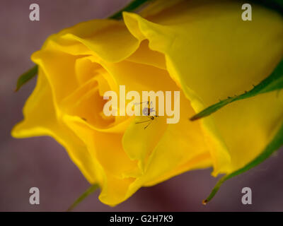 Makro eines Fehlers auf eine gelbe Rose. Stockfoto