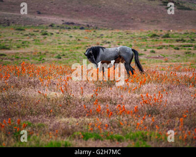 Wilde Stute mit ihrem Fohlen unter den Wildblumen der Utah Westen Wüste stehen. Stockfoto