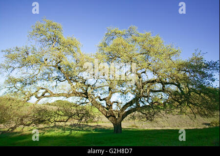 Küste Eichen (Quercus Agrifolia) Baum bei Sonnenuntergang in Almaden Quicksilver County Park, San Jose, Kalifornien Stockfoto