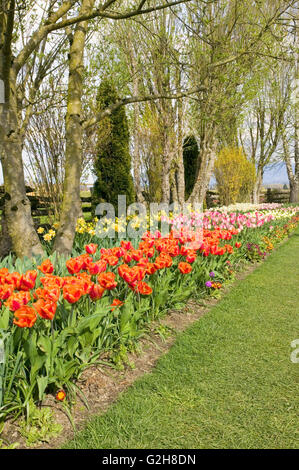Tulpen und Narzissen rund um Baumstämme am Roozengaarde in Mount Vernon, WA Stockfoto