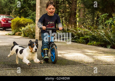 Vier Jahre alte junge Reiten Fahrrad mit seinen vier Monate alten Welpen, Jersey, jagen ihn, im westlichen Washington, USA.  Jersey ist ein Fox-T Stockfoto