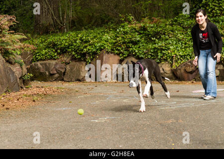 Sechs Monate alte Deutsche Dogge Welpe, Athena, spielen "holen" mit ihrem Besitzer in Issaquah, Washington, USA Stockfoto