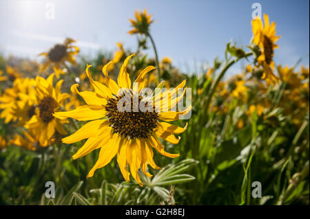 Arrowleaf Balsamwurzel (Balsamorhiza Sagittata) Wildblumen in Tom McCall Preserve an Rowena, Oregon, USA. Stockfoto