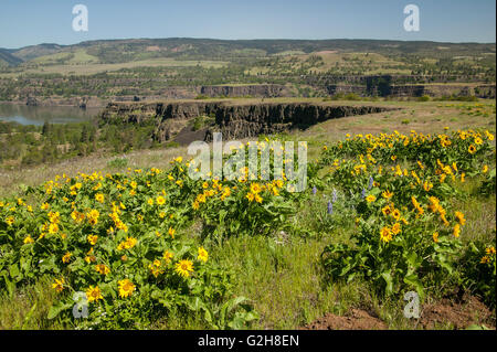 Arrowleaf Balsamwurzel (Balsamorhiza Sagittata) Wildblumen in Tom McCall Preserve an Rowena, Oregon, USA. Stockfoto