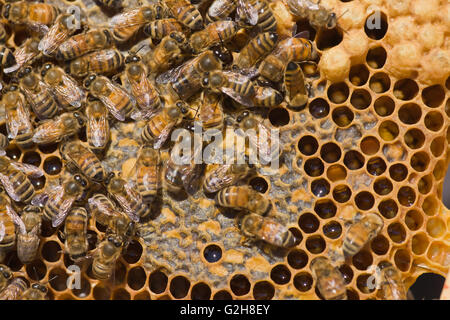 Nahaufnahme des Rahmens zeigt zwei Drohne Honigbienen in der Mitte des Rahmens, zusammen mit anderen Arbeiter-Bienen, Honig und Puppen Stockfoto