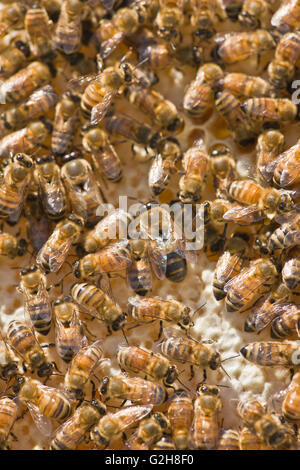 Zwei drone Honigbienen in der Mitte des Rahmens, zusammen mit anderen Arbeiter Honigbienen in Seattle, Washington, USA. Stockfoto