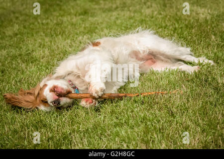 Mandy, eine Erwachsene Cavalier King Charles Spaniel, liegend auf dem Kopf stehend mit den Kopf, das Gras kauen zufrieden auf einem stick Stockfoto
